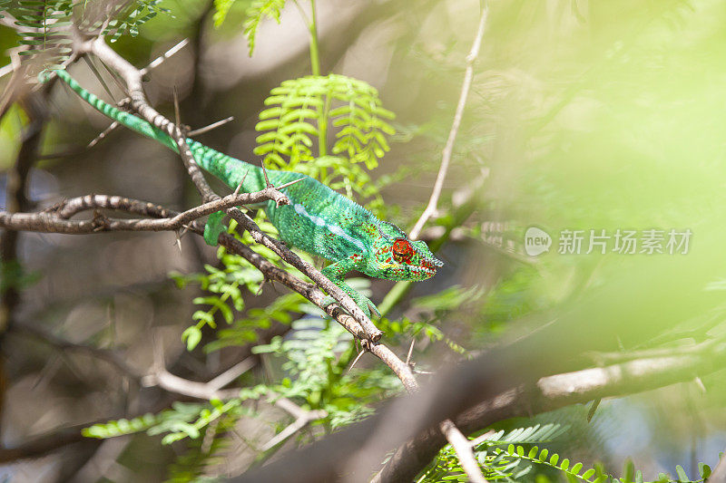 金合欢树上的变色龙-豹变色龙(Furcifer pardalis)